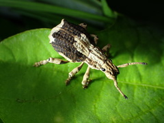 Episomus chinensis