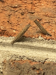 Fissicrambus mutabilis