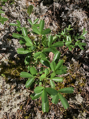 Sibbaldiopsis tridentata