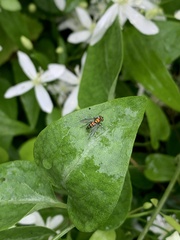 Condylostylus longicornis