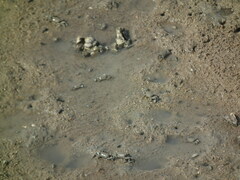 Macrophthalmus