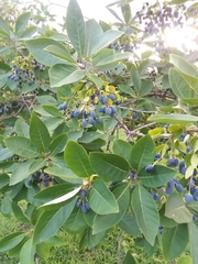 Chionanthus virginicus