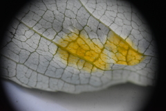 Taphrina populi-salicis