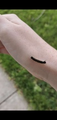 Noctuoidea