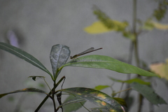 Ceriagrion coromandelianum