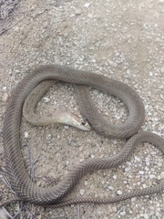 Masticophis flagellum testaceus