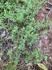 Clinopodium carolinianum