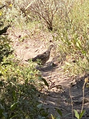 Dendragapus obscurus