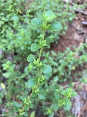 Clinopodium carolinianum