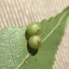 Caryomyia deflexipili