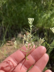 Eupatorium hyssopifolium