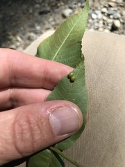 Caryomyia deflexipili