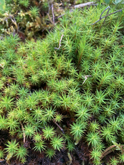 Polytrichum