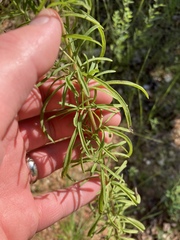 Eupatorium hyssopifolium