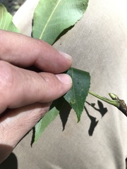 Caryomyia deflexipili