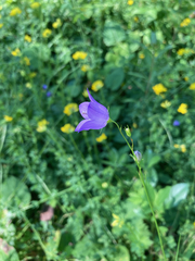 Campanula
