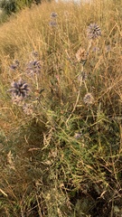 Echinops ritro