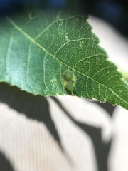 Caryomyia deflexipili