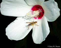Orchelimum pulchellum