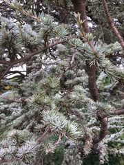 Cedrus atlantica