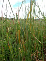 Typha laxmannii