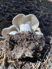 Lyophyllum