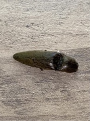 Orthostethus infuscatus