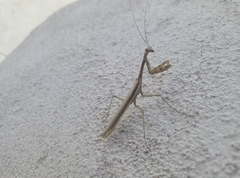 Stagmomantis limbata
