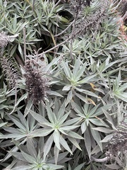 Echium