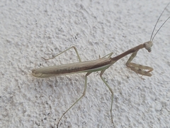 Stagmomantis limbata