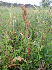 Rumex pseudonatronatus
