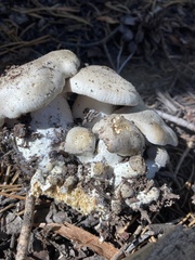 Lyophyllum