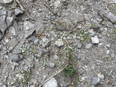 Euphorbia pediculifera
