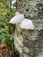 Pleurotus ostreatus