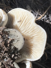 Lyophyllum