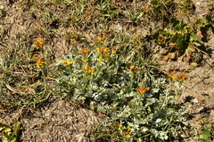 Jacobaea incana