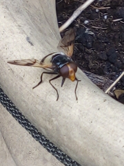 Volucella pellucens