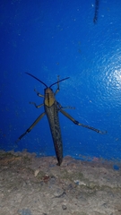 Tropidacris cristata