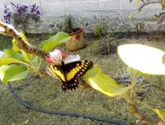 Catasticta nimbice