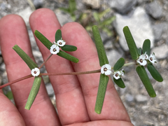 Euphorbia pediculifera