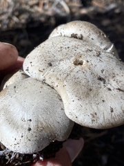 Lyophyllum