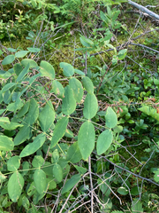 Lathyrus ochroleucus