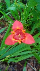 Tigridia pavonia