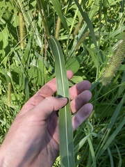 Sorghum halepense