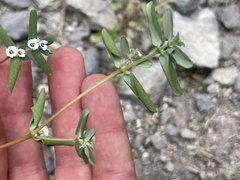 Euphorbia pediculifera
