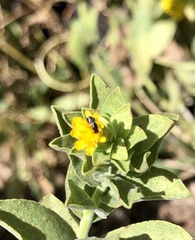 Halictidae