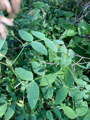 Lathyrus ochroleucus