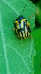 Doryphorina