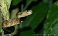 Pareas carinatus