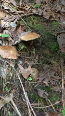 Suillus spraguei